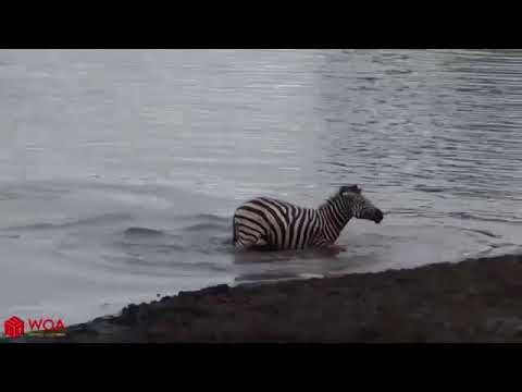 Amazing Hippo Rescue Zebra From Crocodile Hunting   Animals Save Other Animals
