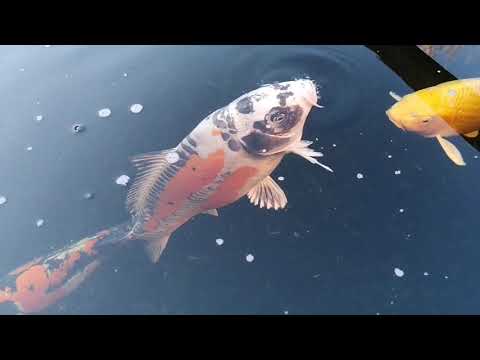 Koi pond update Jan 2020 and night time feeding