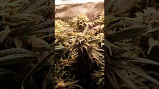 Bubble Gum loves to Groove! German Home-Grow 2025