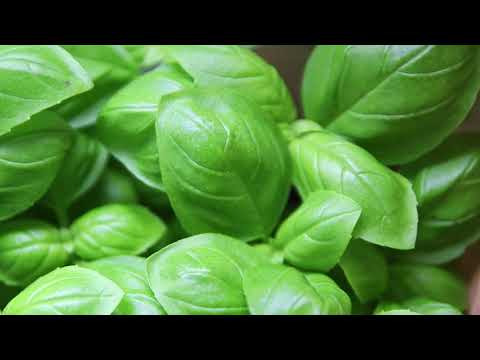 Basilikum: Das unterschätzte Superkraut 🌿 | Gesundheitliche Wirkung einfach erklärt