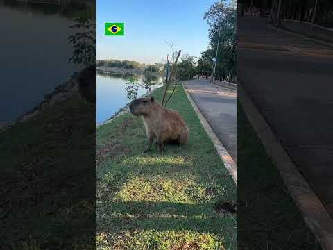 Que hacer en Cuiabá Mato Grosso