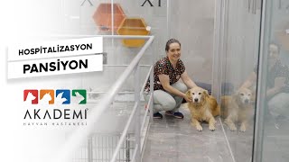 Hospitalizasyon & Pansiyon | Sevimli Dostlarınız Uzman Ellerde