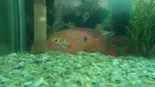A cute Fish &quot;Jewel Cichlid&quot; Care - Size, Life Span, Tank Mates, Breeding - Fish Lore