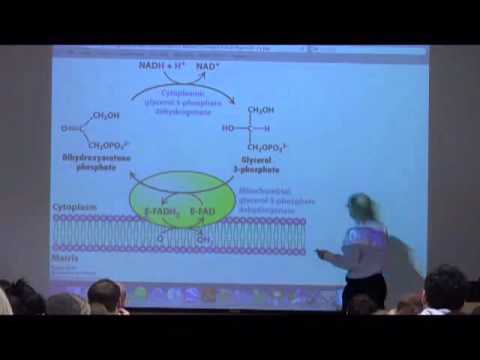 Lipid Metabolism, Fat Transport in the Body