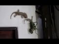 Huge Gecko Saves Life Of His Mate vs. Snake ...
