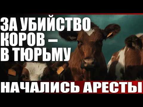 За убийство коров - в тюрьму. Начались аресты