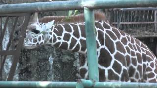 preview picture of video 'キリン　赤ちゃんもいたよ　（東山動物園 2013年秋 その3）'