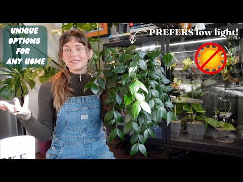 10 houseplants that THRIVE in low light 🌿 I purposely grow these in darker areas!