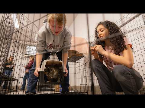 Shelter cats transform through student-led behavior training