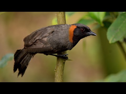 Timáliovec hrdzavokrký (Pterorhinus ruficollis) — starostlivosť, voliéra a kŕmenie