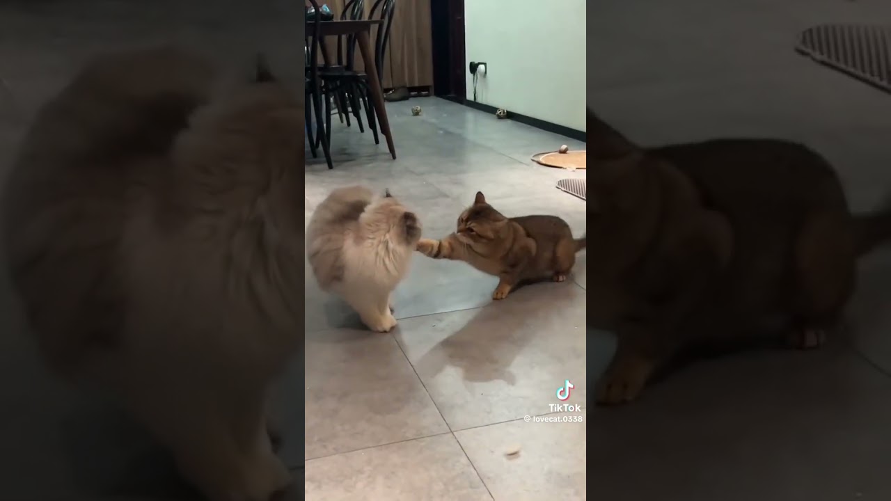 ��������� ����� �� ����� - ��� ������ ����