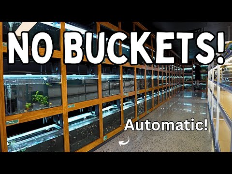 Automatic Water Change System for My Fish Room!