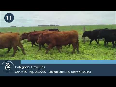 Lote Nll Inv - Bto Juárez Bs As