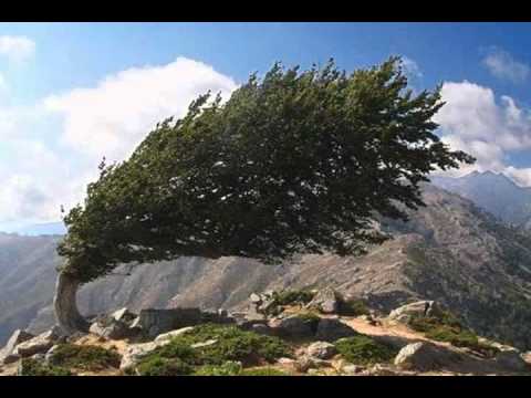 pourquoi l'hermine est le symbole de la bretagne