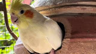 Adorable Cockatiels Singing and Playing in Their Cozy Cage | Must Watch!