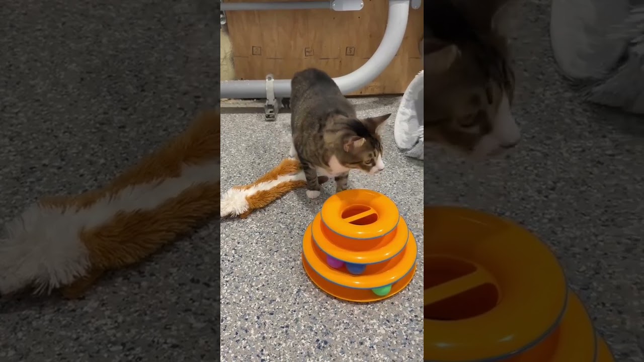 Ocala, a ADOPTABLE American Shorthair in Danbury, CT video 2/4