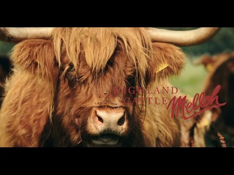 , title : 'Höchste Fleischqualität - Highland Cattle Rinder Zucht'
