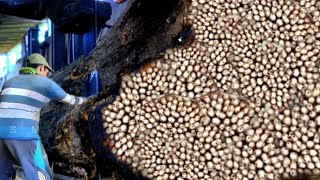 Download lagu Deadly black shadow!! Cutting big wood full of horror in the sawmill mp3 Download lagu Deadly black shadow!! Cutting big wood full of horror in the sawmill mp3