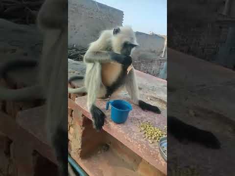 Longur shorts video by money 4u