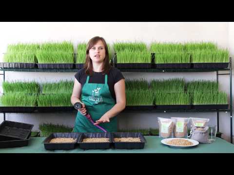 Tutorial para cultivar hierba de trigo ó wheatgrass