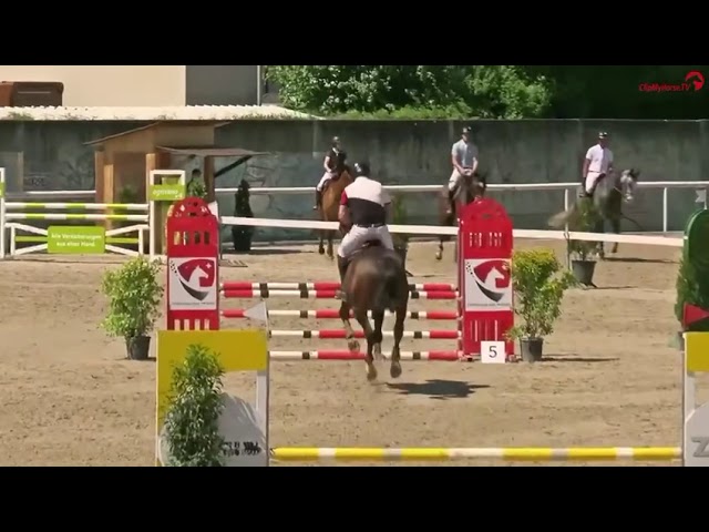 Half-brother Dex Z (Dominator Zx Marius Claudius) starts his international career.