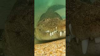 Download lagu HUGE saltwater croc 🐊 mp3