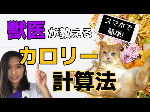 愛犬の食事計算ツール: 適切な量を与える方法!