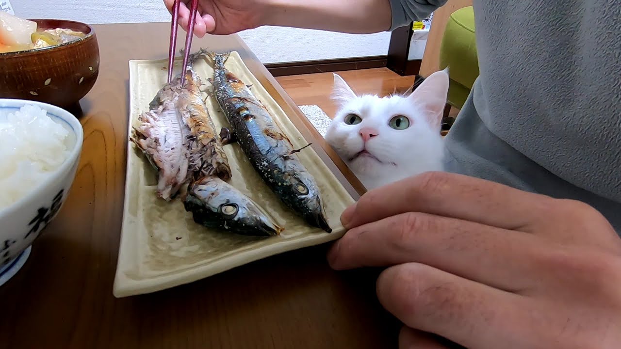 #256 日々の風景 - short clips -