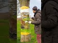 How to Draw - Invisible Tree Trunk 3D Illusion Art #shorts