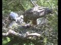 Buzzard Nest Camera Wildlife Windows