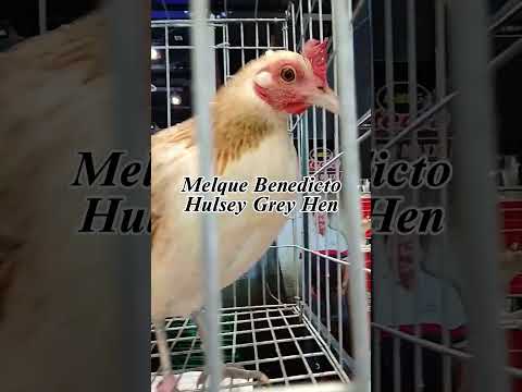 , title : 'Hulsey Grey Hen | Melque Benedicto | WGE2023 #Shorts'