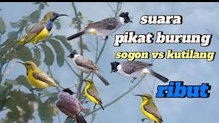 Download lagu @suara pikat burung sogon vs kutilang ribut# burcil lain pasti ikut nyambar# mp3 Download lagu @suara pikat burung sogon vs kutilang ribut# burcil lain pasti ikut nyambar# mp3