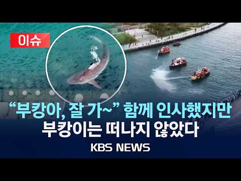 [🔴이슈] 떠나지 않은 부캉이, 수로 밖으로 안 나갔다/2026년 9월 29일(화)/KBS