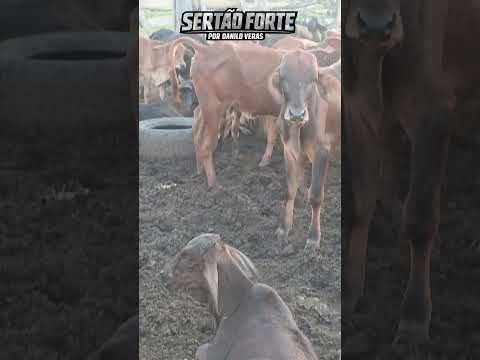 Lindo fim de tarde em uma fazenda de Crateús/CE