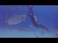 Diver Prevents Potential Tiger Shark Attack