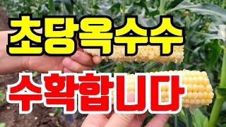 초당옥수수 수확시기 까봤는데 완전 놀람