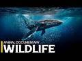 OCEAN ANIMAL WILDLIFE | The Living Kingdom Beneath the Waves
