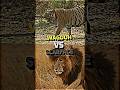 Scarface VS Wagdoh #tiger #lion #nationalgeographic #scarface #youtubeshorts #shorts #short #tren