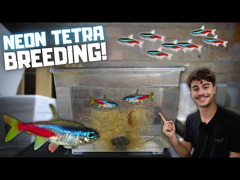 IT WORKED! Breeding Neon Tetras! Day in the Fish Room #35