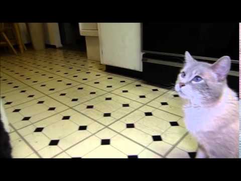 Amazing Talking Kitty cat