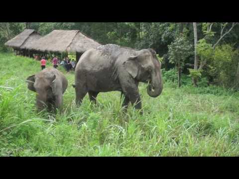 Mahout Music and Elephants
