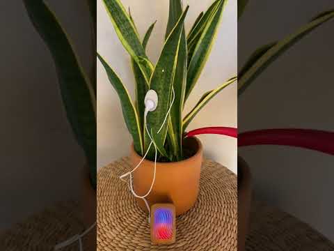 Watering a musical snake plant