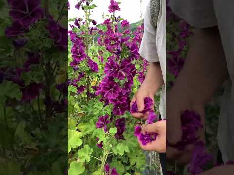 本物のカモミール 植物