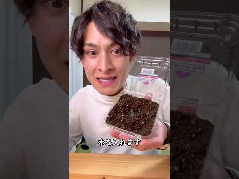 ワインベリー 植物