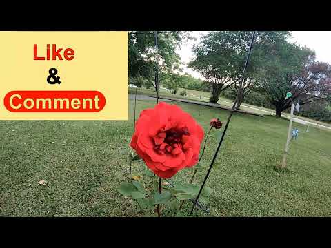 Pwalpar VLOG 5 15 2022