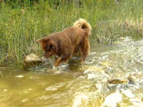 Australian Shepherd Rico spielt im Wasser