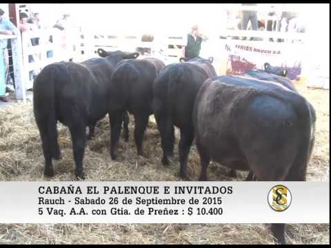 26-09-15 Venta de Vientres - Cabaña El Palenque - Rauch.