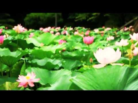 Gót sen hồng - Diệu Hiền