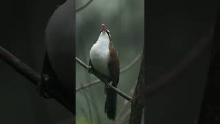 Download lagu cucak kopi super gacor mp3 Download lagu cucak kopi super gacor mp3