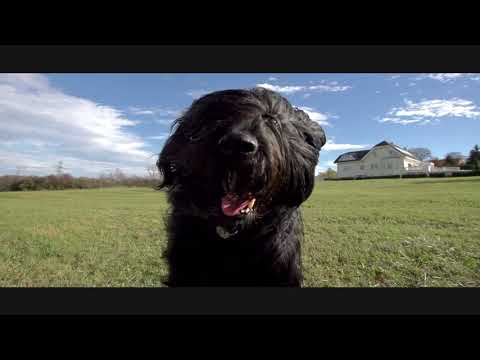YuMOVE Advert Music - Thank You Dogs